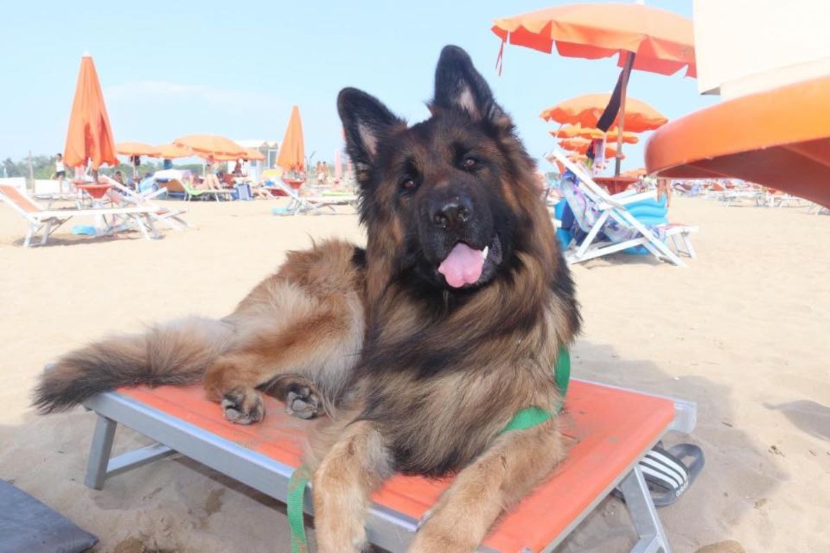 Psí pláž La Spiaggia di Pluto