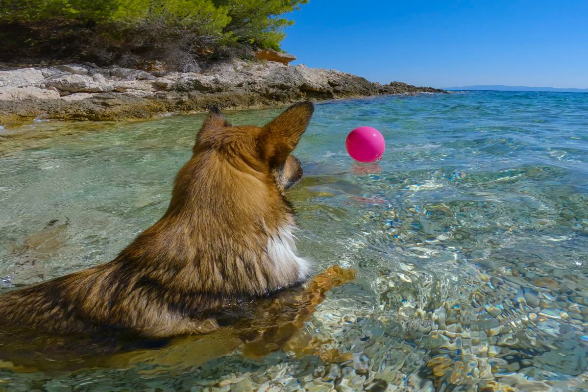 Pes plave u psí pláže na Jadranu